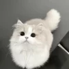 Bicbai